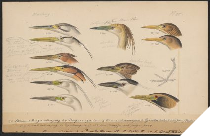 Archief van Hermann Schlegel (1804-1884)